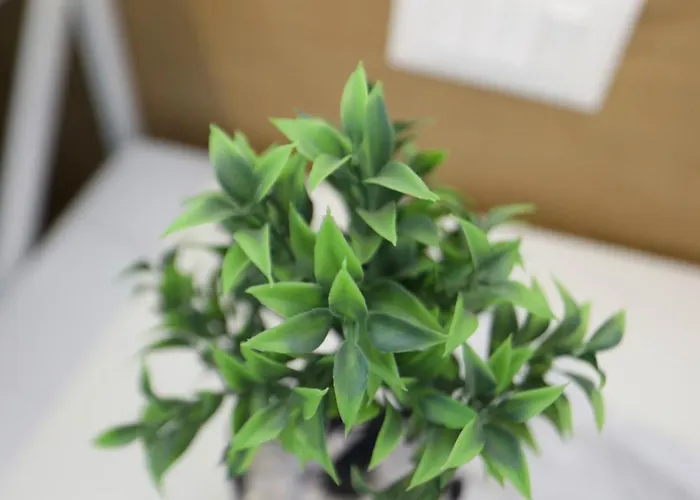 Veranda Boutique 1 3* Vlorë